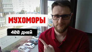 400 дней ел мухоморы и вот, что осознал...