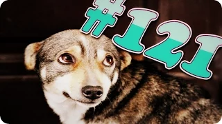 Приколы с животными №121   Собака виновака  Смешные животные  Animal videos