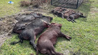!!!Multi-Kill Florida WILD HOG kill shots!!!