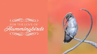 For the Love of Hummingbirds