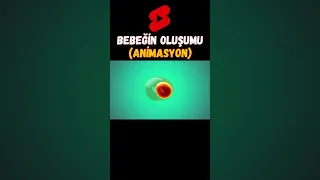 Bebeğin Oluşumu - (Animasyon) - Anne Karnındaki Bebeğin Oluşumu