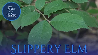 Tree of the Week: Slippery Elm