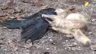 猫 カラス狩り　Strong Mother Cat catching a crow