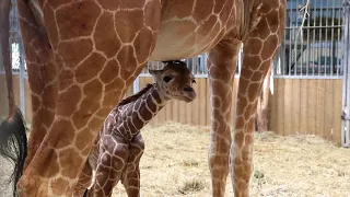 French zoo welcomes rare baby giraffe | AFP