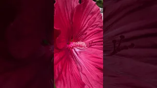 August 5, 2023 cranberry crush hibiscus 🌺 just bloomed