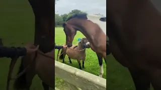 When your tiny pony & horse are reunited after a week apart 🥺 Too Cute!!🤍