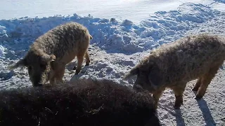 ГДЕ БЕРЕТ ДЕЬГИ БИО-ФЕРМА МАНГАЛИЦА. НЕБОЛЬШОЙ ОБЗОР.