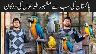 College Road Birds Market Rawalpindi | Macaw,Cockatoo,Alexander, Yellow Ringneck,Grey Parrot Prices