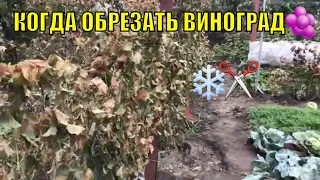 Когда обрезать виноград. Осенние заморозки.