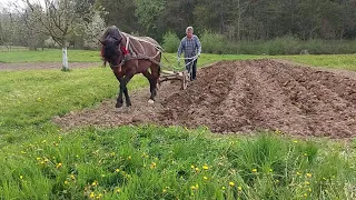 Гарна гуцулка👍 кобила Галя👌