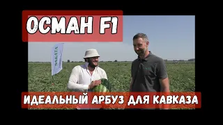 Идеальный арбуз для Кавказа ОСМАН F1. #арбуз #саката #sakata #осман