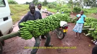 Innovation in banana cropping systems