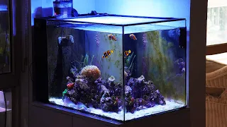 Waterbox Mini Peninsula 25 Tank Update & Tour