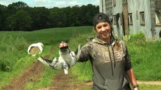 Chasse du pigeon biset au Québec