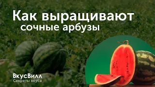 Как выращивают сочные арбузы для ВкусВилла?