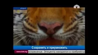 Пути сохранения снежных барсов и тигров