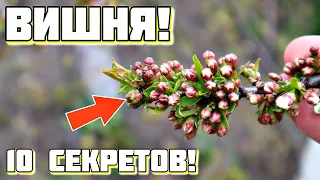 10 советов по вишне после которых дерево будет обсыпное! Главное в уходе за вишней за 2 минуты