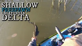 Shallow PRESPAWN Bass on the California Delta