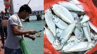 Hook Fishing | Got Many Tamban Fishes From Bedok Jetty in Singapore ||