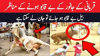 Qurbani Funny Video 2022 | Eid ul azha Funny Moments Caught On Camera  | Qurbani Animals Attack