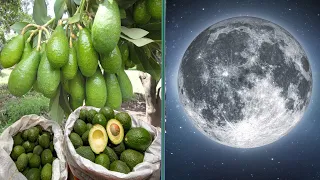 Usar las Fases de la LUNA para tener un Árbol EXPLOTADO de Frutos 100% REAL