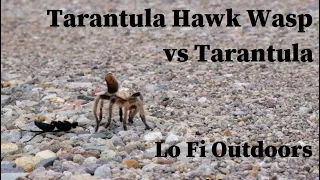 Tarantula Hawk Wasp ( Pepsis ) vs Tarantula