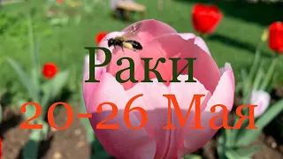 Раки. 20-26 Мая 🌷 Таро-прогноз