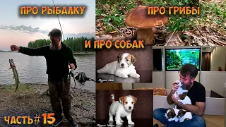 #15 Идём в  Лопское | Ковдозеро 2023