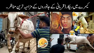 Qurbani animals funny moments caught on camera - 😅😜 | funny moments of qurbani animals