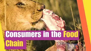 Consumers in the Food Chain | Learn about role and characteristics of consumers in the food chain