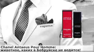 Chanel Antaeus Pour Homme: животное, каких в Бобруйске не водится!