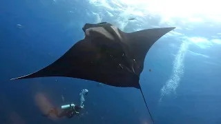 Socorro (Revillagigedo Islands) Scuba Diving in 4K (Mexico, Mar 2024)