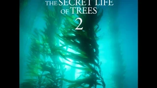 "THE SECRET LIFE OF TREES 2 " RELAX AND CHILL OUT! BY  TRACY BARTELLE..