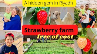 Strawberry Farm in Riyadh | No Entry fee | pick your own strawberries |Amazing experience ~#riyadh