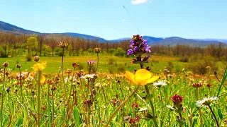 Relaxing Nature Ambience Meditation 🌾Healing Sounds of SPRING MORNING 🌾FLOWERY MEADOW on a Sunny Day