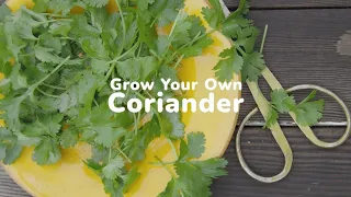 How To Grow Coriander