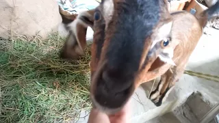 Hello I am Goat