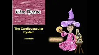 The Cardiovascular System: The Heart