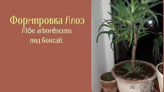 Формировка Алое (Alóe arboréscens) деревцем. Стрижка под бонсай