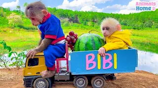 BiBi takes baby monkey Obi to harvest fruit and make juice