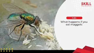 What Happens If You Eat Maggots? 🐛