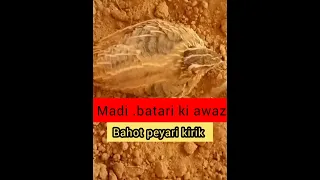 Madi batair ki awaz | مادی بٹیر کی آواز | femal batair.