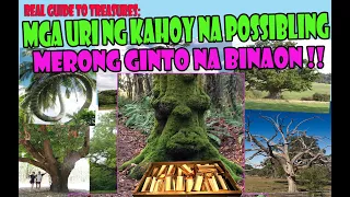 10 URI NG PUNONG KAHOY NA POSSIBLING MERON TREASURES