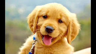 funniest and cutest retriever golden dogs videos compilation | pomeranian puppies status #shorts#dog