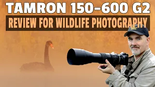 Tamron 150-600mm G2 Review - The AFFORDABLE Wildlife Lens - Can You Take Nice Shots?