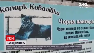 Новини України: у приватному зоопарку пантера покусала чоловіка – потерпілий у тяжкому стані