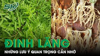 Những Lưu Ý Quan Trọng Cần Nhớ Khi Sử Dụng Đinh Lăng | SKĐS