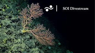 SOI Divestream S0492 | Scaling the Scarps of the Kane Fracture Zone
