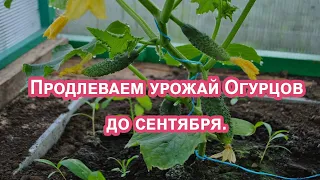 Огурцы будут даже в сентябре. Внесите это по листу и получите богатый урожай.