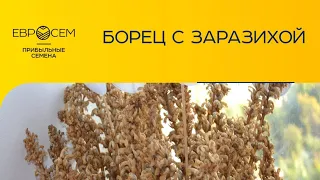 Как заразиха попадает на поле и о том как найти заразиху на поле. Видео №5